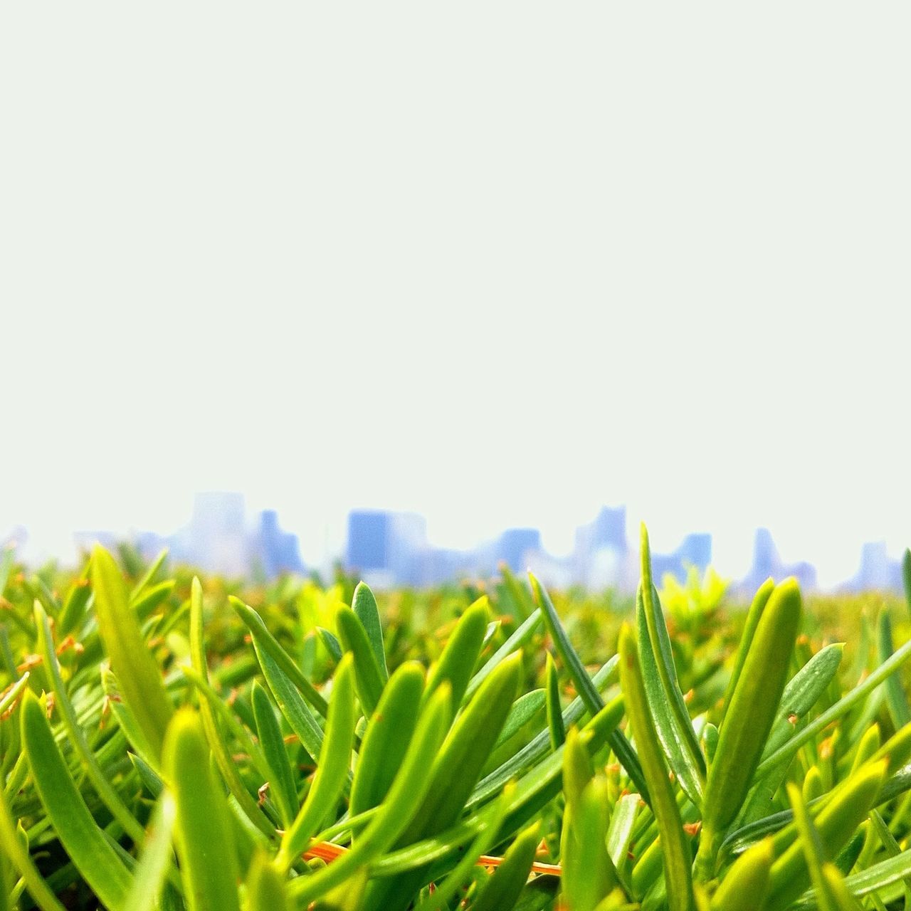 growth, clear sky, agriculture, green color, field, copy space, crop, plant, rural scene, nature, farm, beauty in nature, tranquility, leaf, grass, green, landscape, tranquil scene, freshness, cereal plant