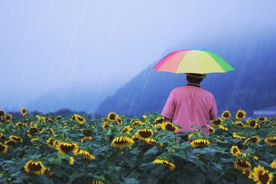 Rear view of man holding colorful umbrella while standing in sunflower field during monsoon