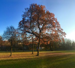 Trees on field against clear sky during autumn