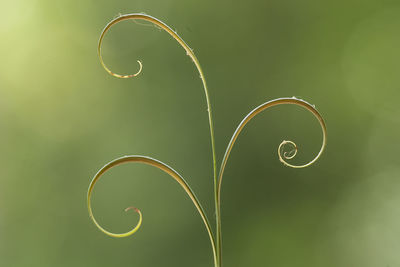Close-up of spiral wire