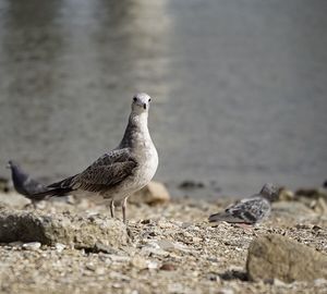 Side view of seagull on sandy beach