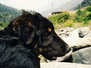 Close-up of a dog looking away