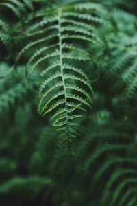 Close-up of fern leaves