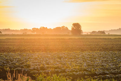 Scenic view of field against sky during sunset