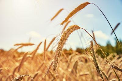 Rye ears close up. rye field in summer day. harvest concept