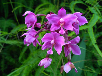 Close-up of pink flowering plant on field