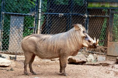 Side view of warthog against fence at zoo
