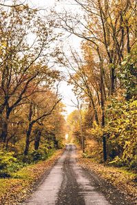 Road amidst trees in forest during autumn