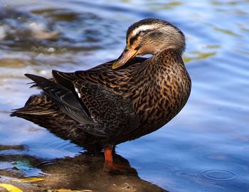 Close-up of a duck in lake