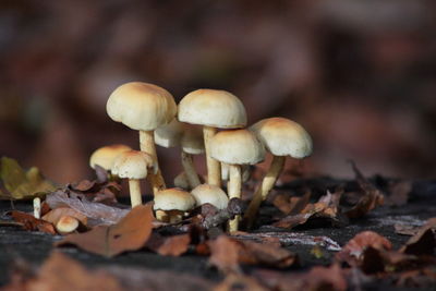 Close-up of mushrooms growing on field