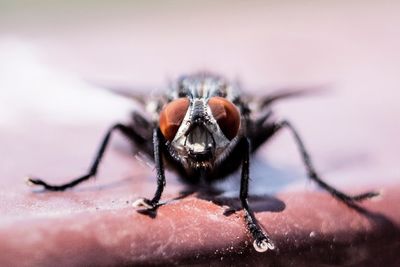 Macro shot of housefly
