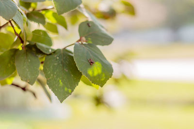 Close-up of insect on leaves