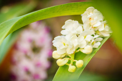 Close-up of flowers against blurred background