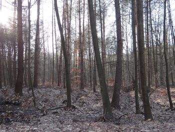 Trees in forest