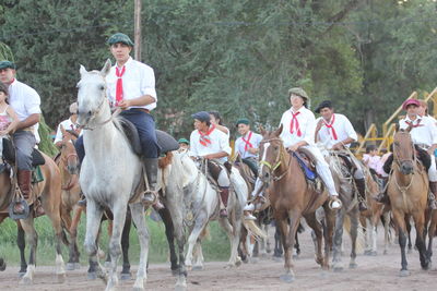 Group of horses in park