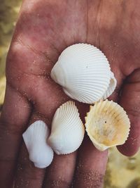 Close-up of hand holding shells