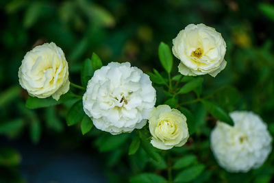 Close-up of white roses blooming outdoors