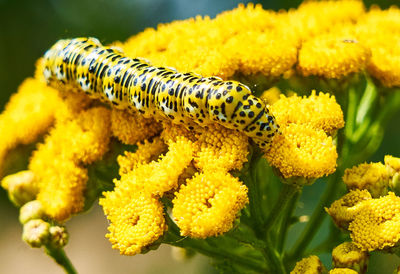 Close-up of insect on yellow flower