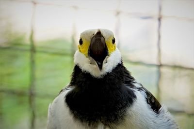 Close-up of a bird