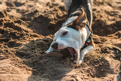 High angle view of dog on beach