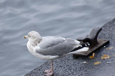 Close-up of seagull perching on a water