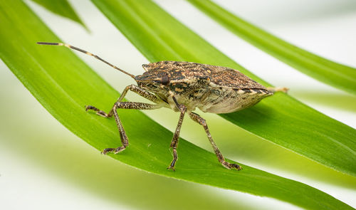 Brown marmorated stink bug macro image