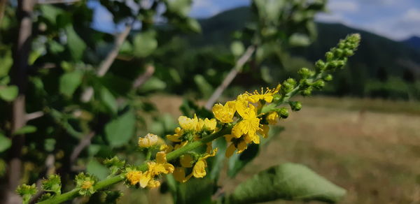 Close-up of yellow flowering plant on field