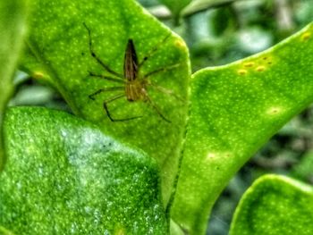 Close-up of insect on leaf