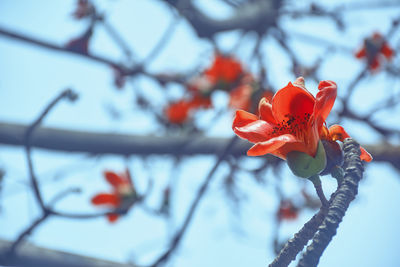 Vibrant red bombax flower in branches, during spring time