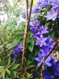 Close-up of purple flowers blooming outdoors