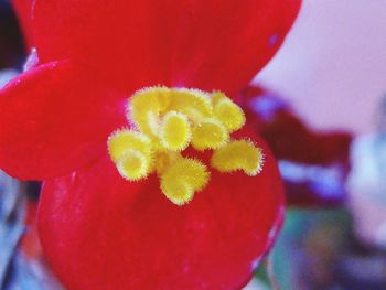 Close-up of red flower