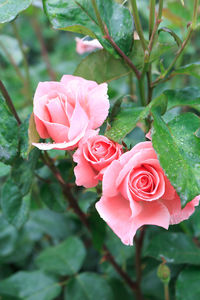 Close-up of pink rose blooming outdoors