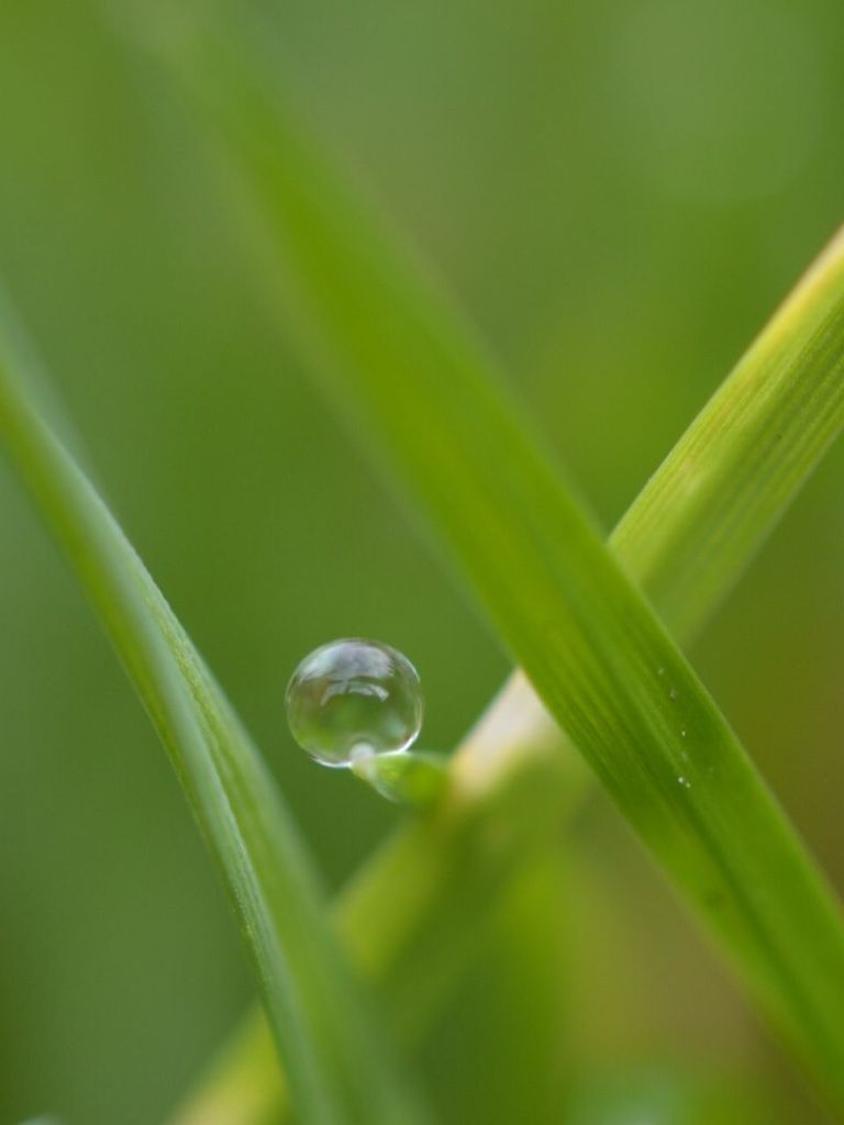 drop, green color, water, close-up, wet, growth, dew, nature, freshness, selective focus, beauty in nature, blade of grass, focus on foreground, fragility, grass, plant, leaf, droplet, water drop, green