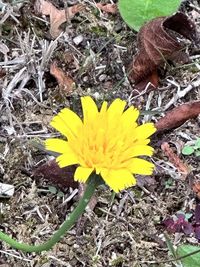 flowering plant