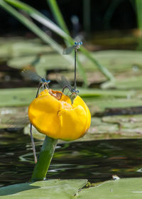 Close-up of yellow flowering plant