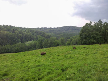 Cows on field against sky