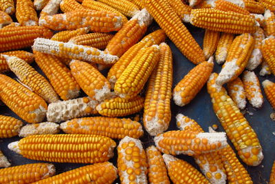 High angle view of corns