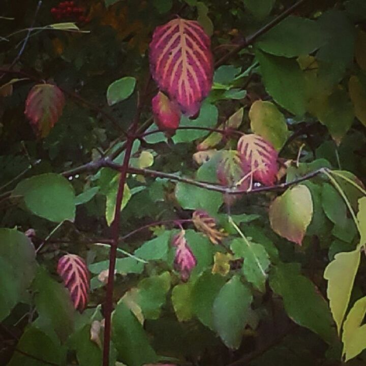 LOW ANGLE VIEW OF PINK FLOWERS