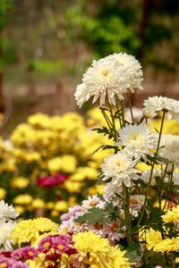 Close-up of white flowering plant