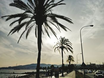 Palm trees on beach