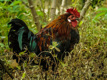View of a bird on land