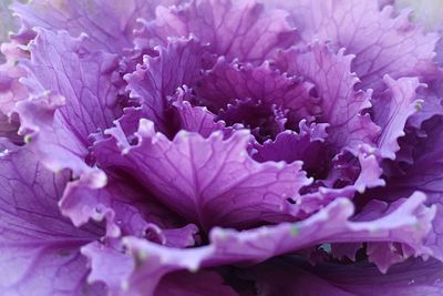 Close-up of purple flowers