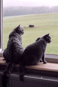 Cat sitting on a window