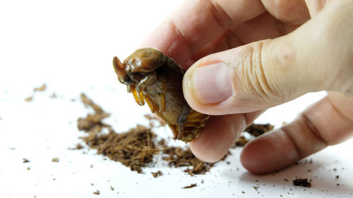 Close-up of hand holding small shell