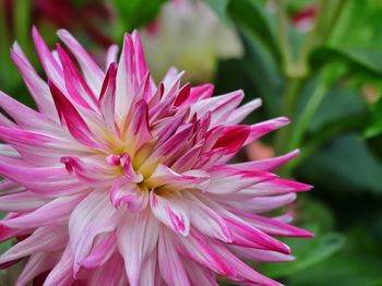 Close-up of pink dahlia