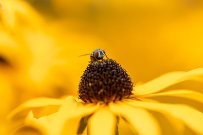 Close-up of insect on yellow flower