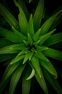 High angle view of wet plant