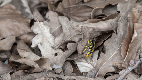 High angle view of dried leaves on plant at field