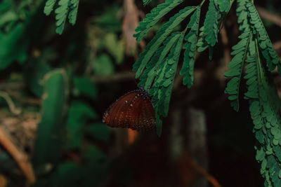 Close-up of mushroom growing on tree