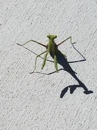 Close-up of insect on leaf